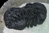 Nice, Austerops Trilobite - Visible Eye Facets #165914-3